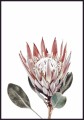Plakat protea