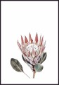 Plakat protea z białym marginesem dookoła