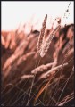 PLAK_089_jesienna_trawa.jpg
