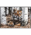 Nietypowe ujęcie zrelaksowanego tygrysa syberyjskiego odpoczywającego w brzozowym lasku.