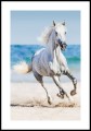 Plakat galopujący koń na plaży z białym marginesem dookoła.