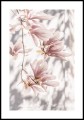 Fotografia delikatnych, różowych kwiatów magnolii na drzewie, plakat z białym marginesem dookoła