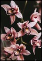 Przepiękna fotografia różowych kwiatów orchidei na ciemnym tle