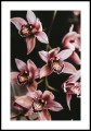 Plakat orchidea z białym marginesem