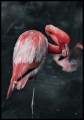 Zdjęcie flaminga na ciemnym tle