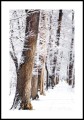 Plakat aleja drzew zimą z białym marginesem