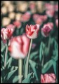 Zdjęcie czerwono-białego tulipana