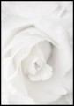 Zdjęcie białej róży z bliska