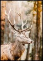 Zdjęcie dostojnego jelenia na tle jesiennego krajobrazu lasu. Ciepły plakat ze zwierzęciem sprawi, że każde wnętrze stanie się przytulne