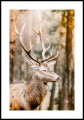 Plakat szlachetny jeleń jesienią z białym marginesem