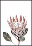 Plakat protea