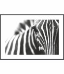 Plakat zbliżenie na zebrę