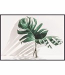 Plakat Liście monstery