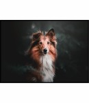 Plakat owczarek szetlandzki