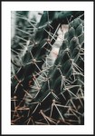 Plakat kolczasty kaktus