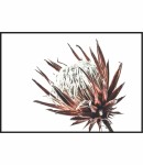 Plakat sucha protea