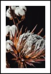 Plakat suszone kwiaty protea i bawełna