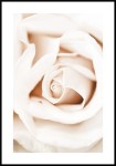Plakat pączek kremowej róży