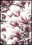 Plakat magnolia