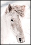 Plakat biały koń
