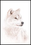Plakat arktyczny wilk