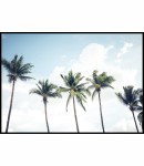 Plakat palmy kokosowe