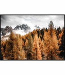 Plakat las w południowym Tyrolu