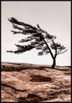 Plakat Sosna na wietrze