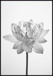 Plakat czarno-biały lotos