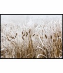 Plakat rośliny w szronie