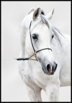 Plakat portret białego konia