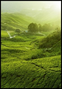 Plakat plantacja herbaty