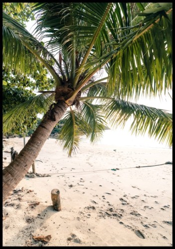 Piękne ujęcie palmy na plaży wprowadzi dużo słonecznej energii do każdego pomieszczenia