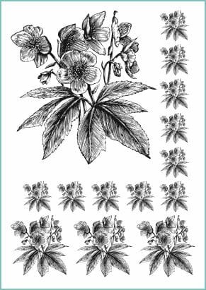 Tatuaże zmywalne ze świątecznym kwiatem - różą bożonarodzeniową. Wzory naklejek na ciało w kilku rozmiarach.