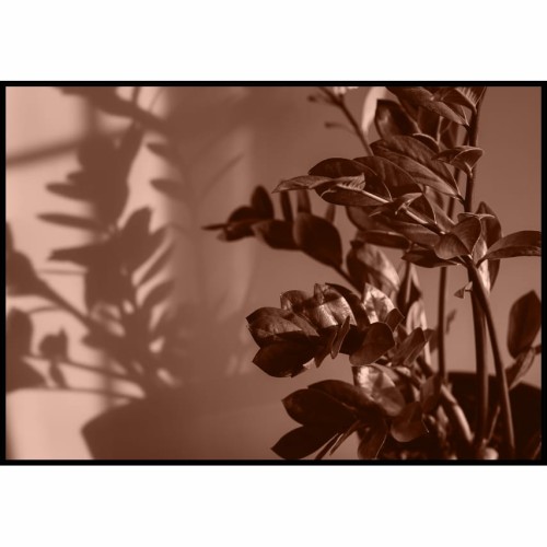 Plakat kwiaty rzucające cień na ścianę