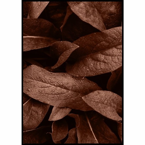 Plakat liść z kroplami wody