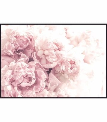 Botaniczny plakat z delikatnymi różowymi i białymi piwoniami.