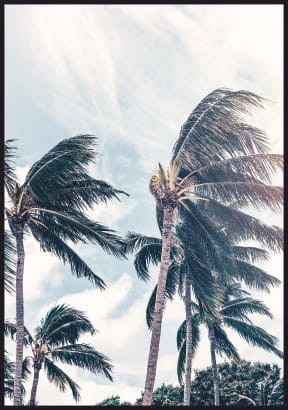 Plakat palmy na wietrze - fotografia palm na tle jasnego słonecznego nieba