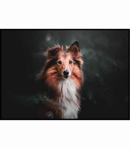 Plakat z przepięknym psem rasy owczarek szetlandzki na ciemnym tle.
