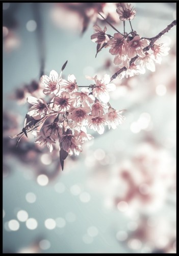 Plakat w odcieniu delikatnego błękitu i różu przedstawiający kwitnącą wiśnię.