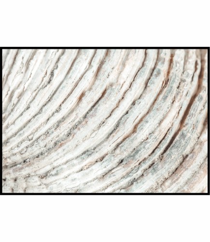 Fotografia - przepiękne zbliżenie na fakturę barwnej morskiej muszli.