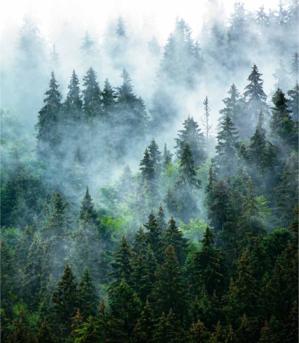 Próbka fototapety Las we mgle.
