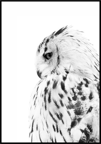 Plakat czarno-biała sowa