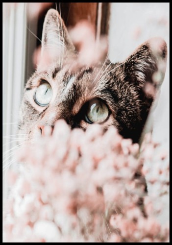 Plakat z uroczym burym kotem patrzącym zza różowych, delikatnych kwiatków