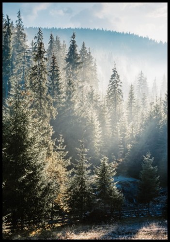 Piękne ujęcie lasu świerkowego oświetlonego promieniami porannego słońca