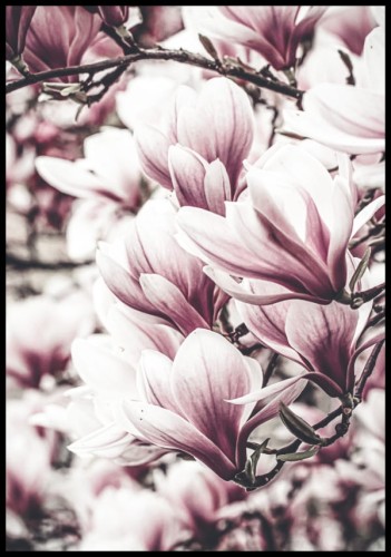 Zdjęcie różowych kwiatów na gałęziach drzewa magnolii