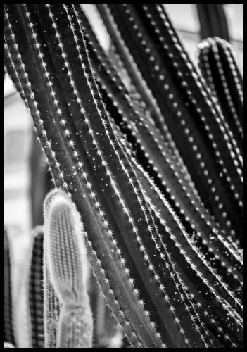 Czarno-białe zdjęcie pustynnych kaktusów wykonane w dużym zbliżeniu