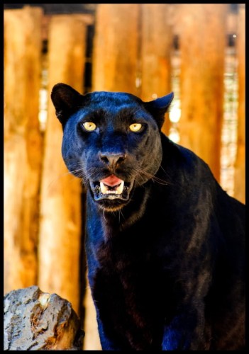 Piękna fotografia pantery - zdjęcie nasycone głębokimi barwami pomarańczu i czerni