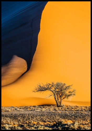 Soczysta fotografia drzewa z przewagą koloru pomarańczowego i granatu