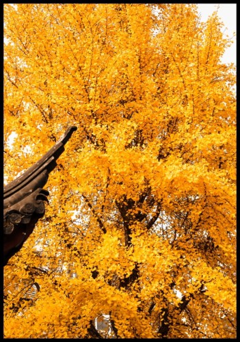 Ciekawa fotografia jesiennego drzewa z pomarańczowo-żółtymi liśćmi